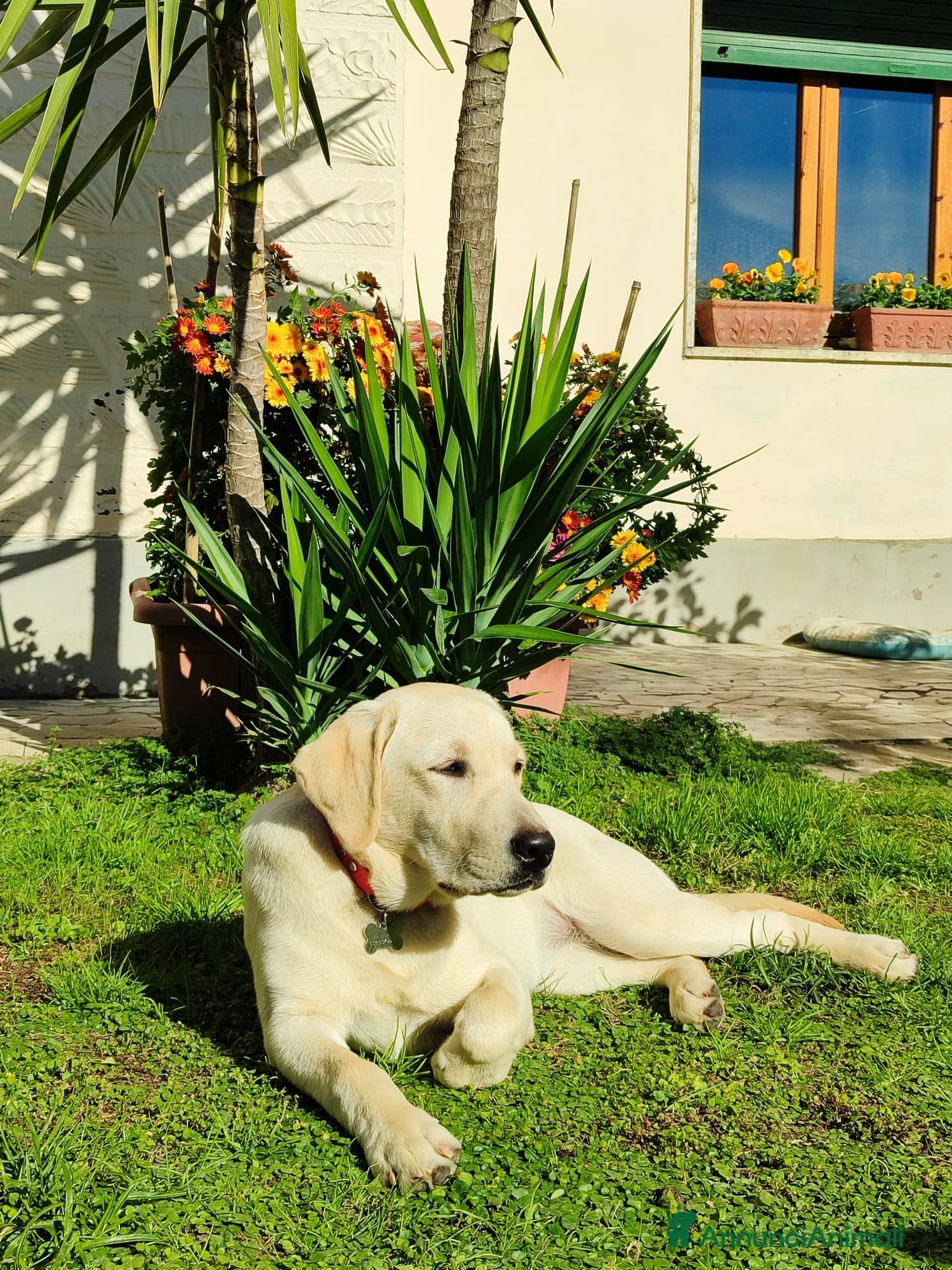 Labrador cani Cucciola labrador - Annuncio 14