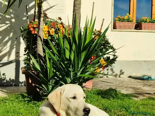 Labrador cani Cucciola labrador - Annuncio 14