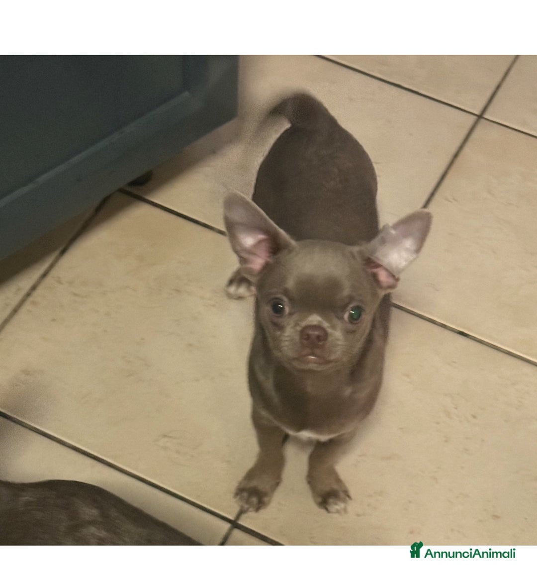 Chihuahua cani in vendita: Chihuahua lilac - Annuncio 1