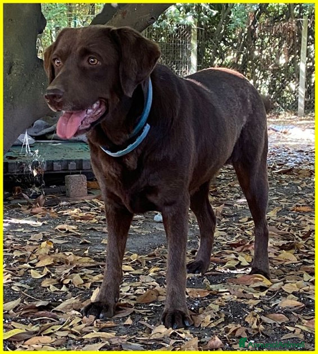 Labrador cani in regalo: KUBRA stupenda labrador cieca - Annuncio 5