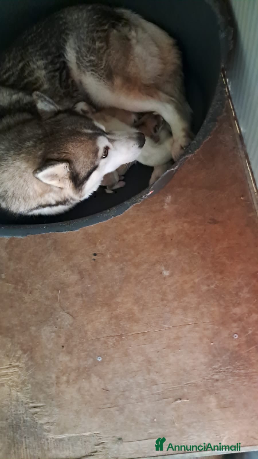 Husky cani Cuccioli Siberian Husky con Pedigree  - Annuncio 2