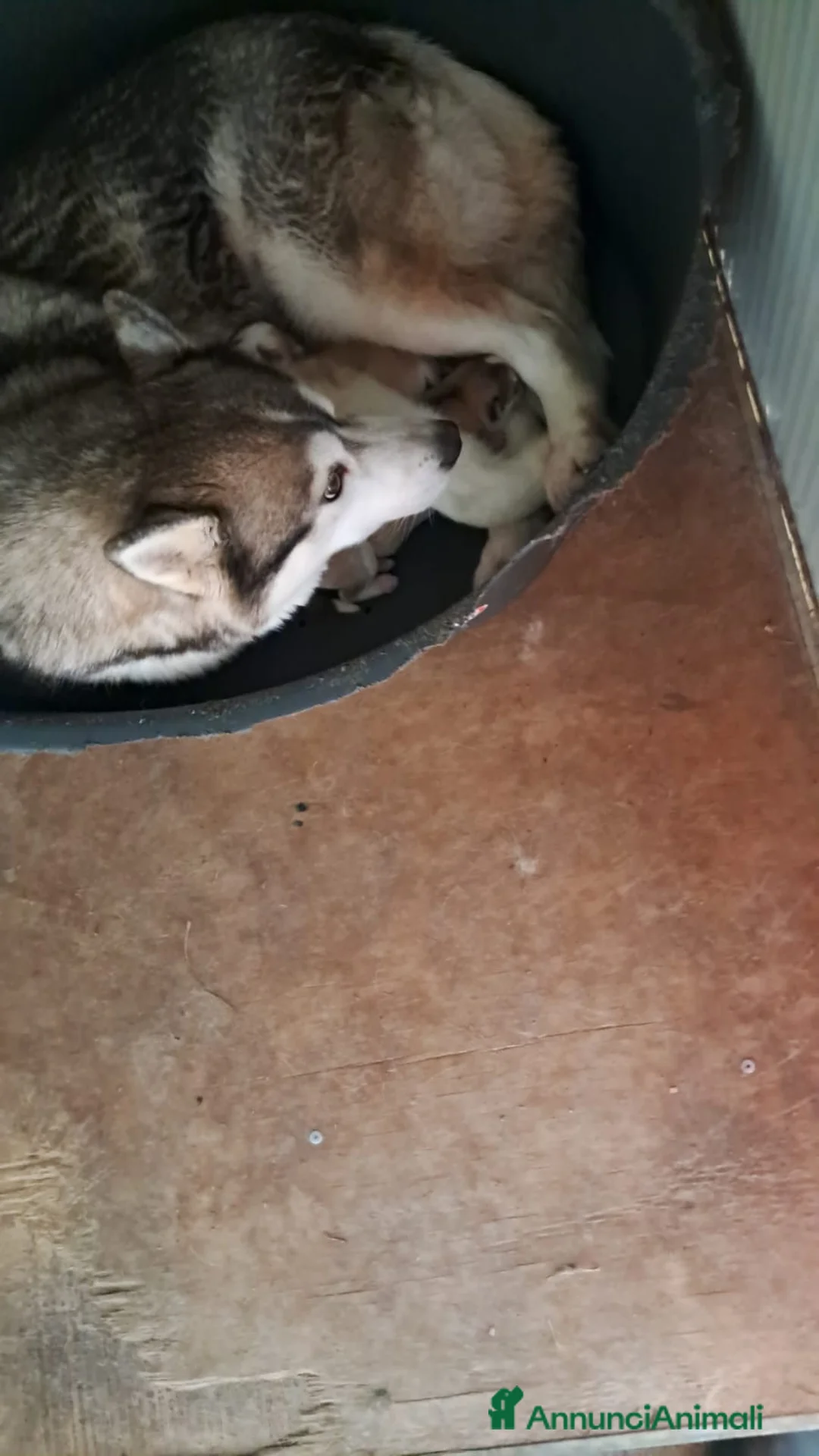 Husky cani in vendita: Cuccioli Siberian Husky con Pedigree  - Annuncio 2