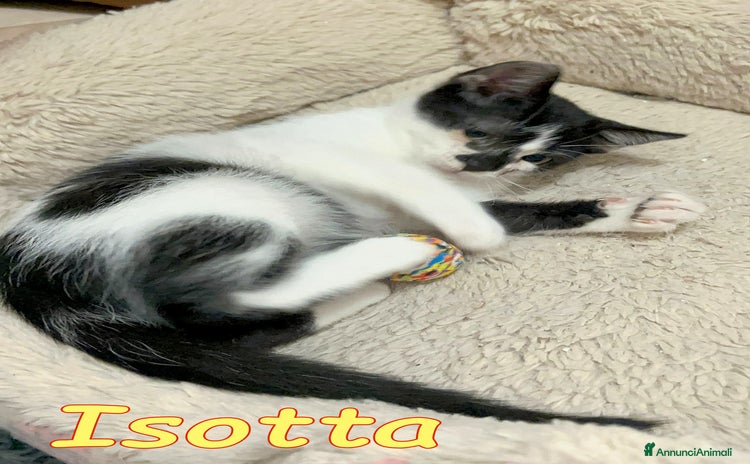 Europeo gatti - Annuncio 13