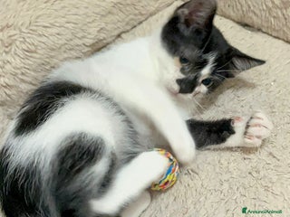 Europeo gatti 🩷🧸#ISOTTA PANCINO PELUCHE - Annuncio 2