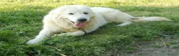 Pastore Maremmano cani in vendita: Spettacolari cuccioli di Pastore Abruzzese  - Annuncio 18