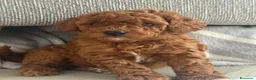 Barboncino Toy cani in vendita: Cuccioli di barboncino toy rossi - Annuncio 3