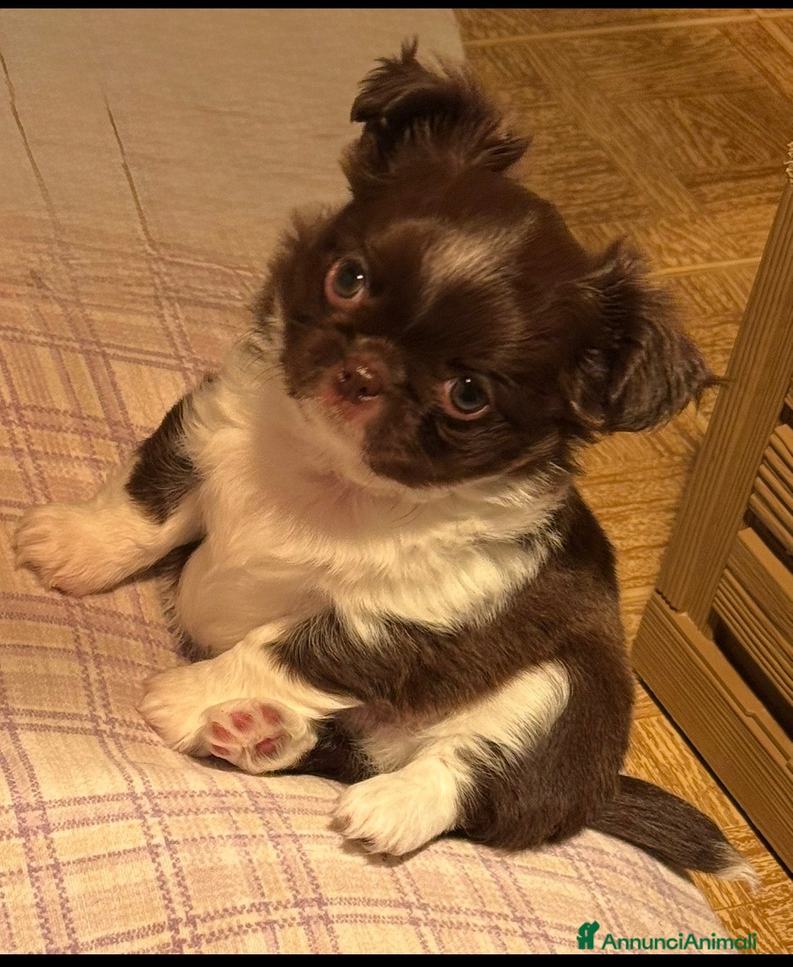 Chihuahua cani Chihuahua maschietto  - Annuncio 4