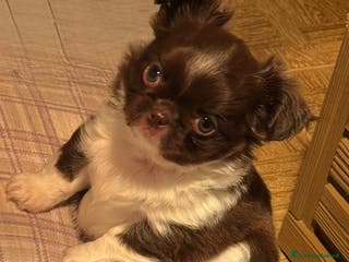 Chihuahua cani Chihuahua maschietto - Annuncio 4