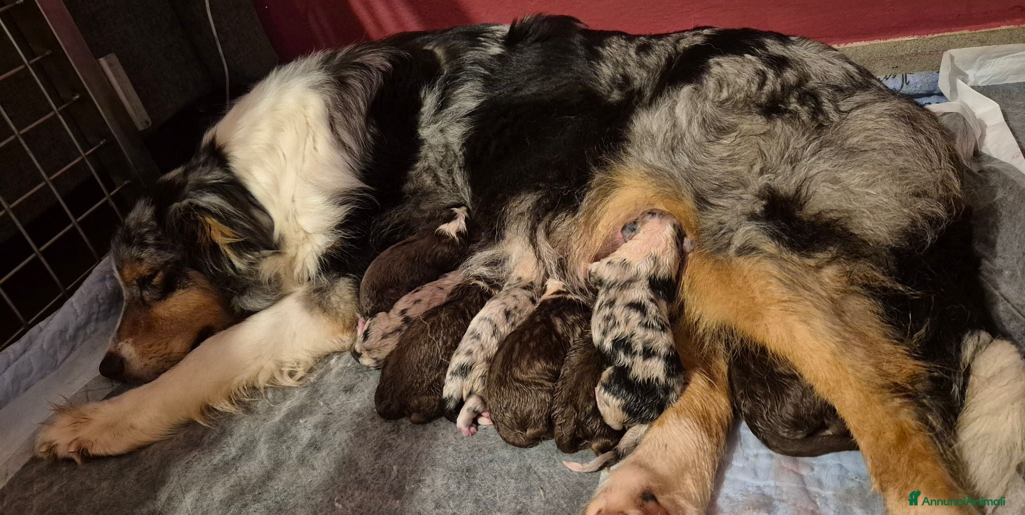 Australian Shepherd cani Cuccioli di pastore australiano  - Annuncio 7