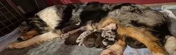 Australian Shepherd cani in vendita: Cuccioli di pastore australiano  - Annuncio 1