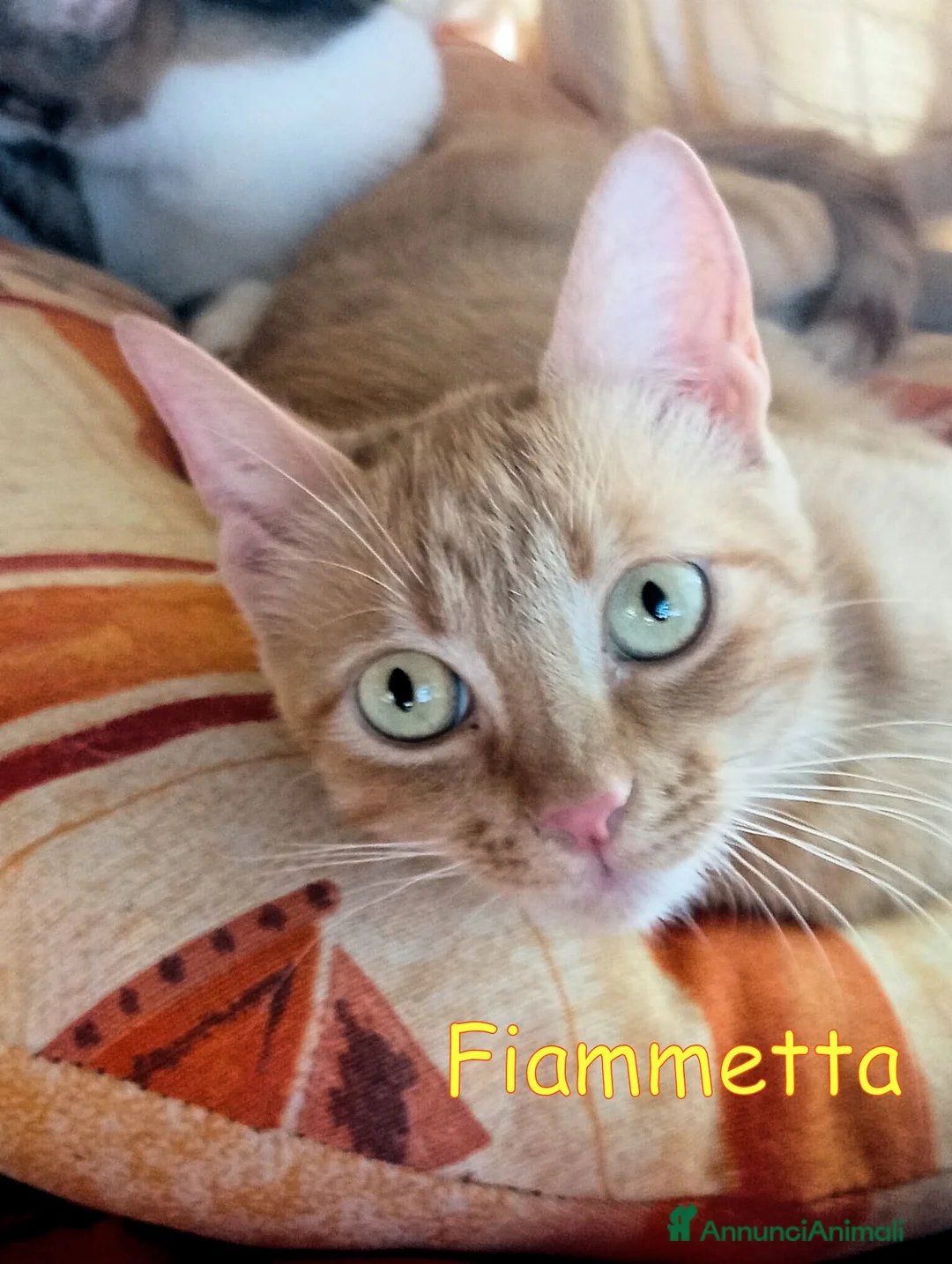 Europeo gatti in regalo: FIAMMETTA DOLCISSIMA GATTINA a Città metropolitana di Roma Capitale - Annuncio 1