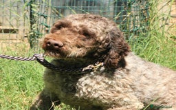 Lagotto cani in vendita: Lagotto romagnolo - maschio adulto 2 a Provincia di Ravenna - Immagine 3