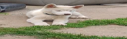 Husky cani in vendita: Siberian husky  - Annuncio 19