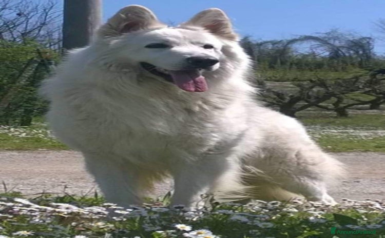 Pastore Svizzero cani Ultimo cucciolo pelo lungo - Annuncio 1