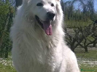 Pastore Svizzero cani Ultimo cucciolo pelo lungo - Annuncio 17