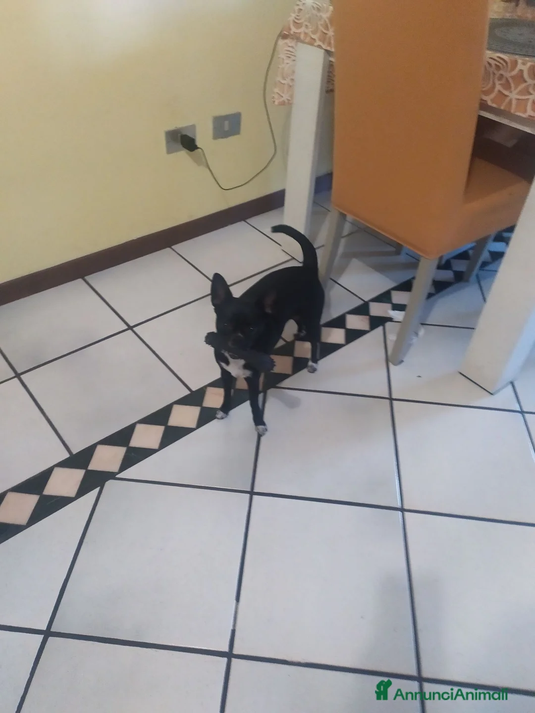 Meticcio cani in regalo: Moka cerca una famiglia affettuosa come lei - Annuncio 1