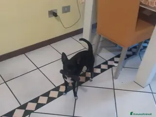 Meticcio cani in regalo: Moka cerca una famiglia affettuosa come lei - Annuncio 2