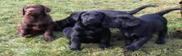 Labrador cani in vendita: Tre cuccioli di labrador retriever nero  - Annuncio 3