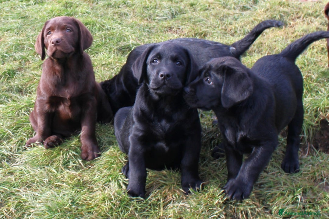 Labrador cani in vendita: Tre cuccioli di labrador retriever nero  - Annuncio 3