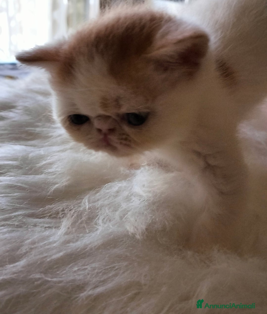 Exotic Shorthair gatti in vendita: Exotic Shorthair allevamento Exodora Sikelia  a Città metropolitana di Catania - Immagine 9