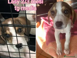 Meticcio cani CUCCIOLI BISOGNOSI: URGENTE! - Annuncio 9