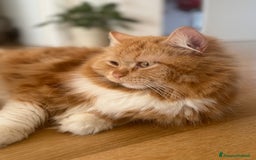 Siberiano gatti per accoppiamento: Bellissimo Siberiano per accoppiamento  - Immagine 1