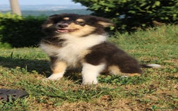 Collie cani in vendita: Cucciola tricolore  a Province of Como - Immagine 6