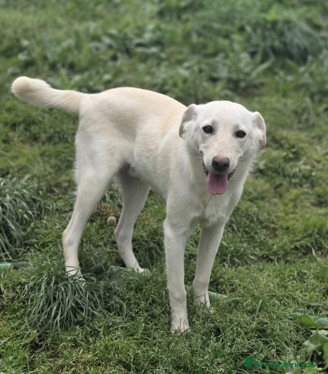 Meticcio cani UNA MAMMA PER MARLEY  - Annuncio 3