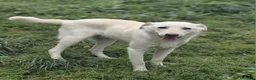 Meticcio cani in regalo: UNA MAMMA PER MARLEY  a Provincia di Varese - Annuncio 1