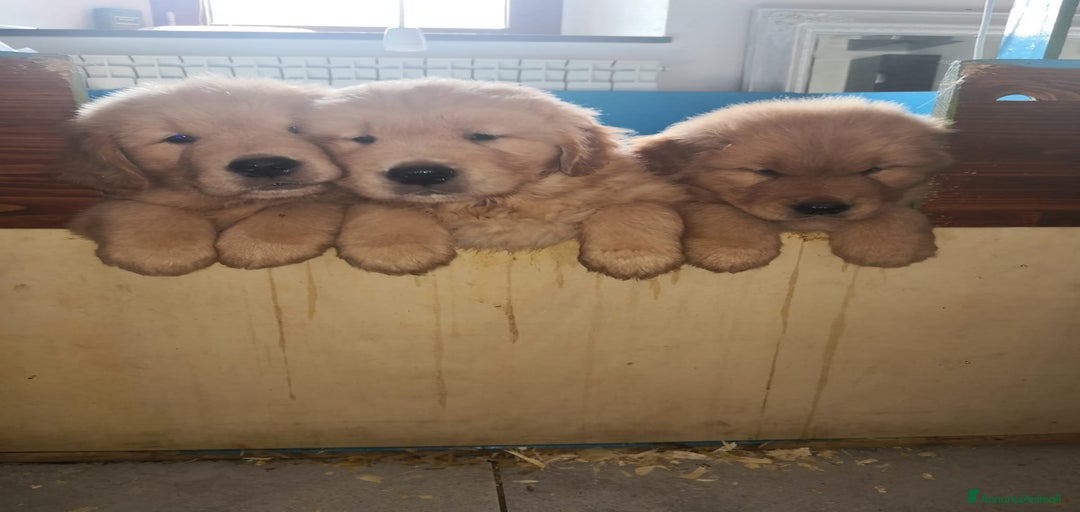 Immagine della galleria {{count}}