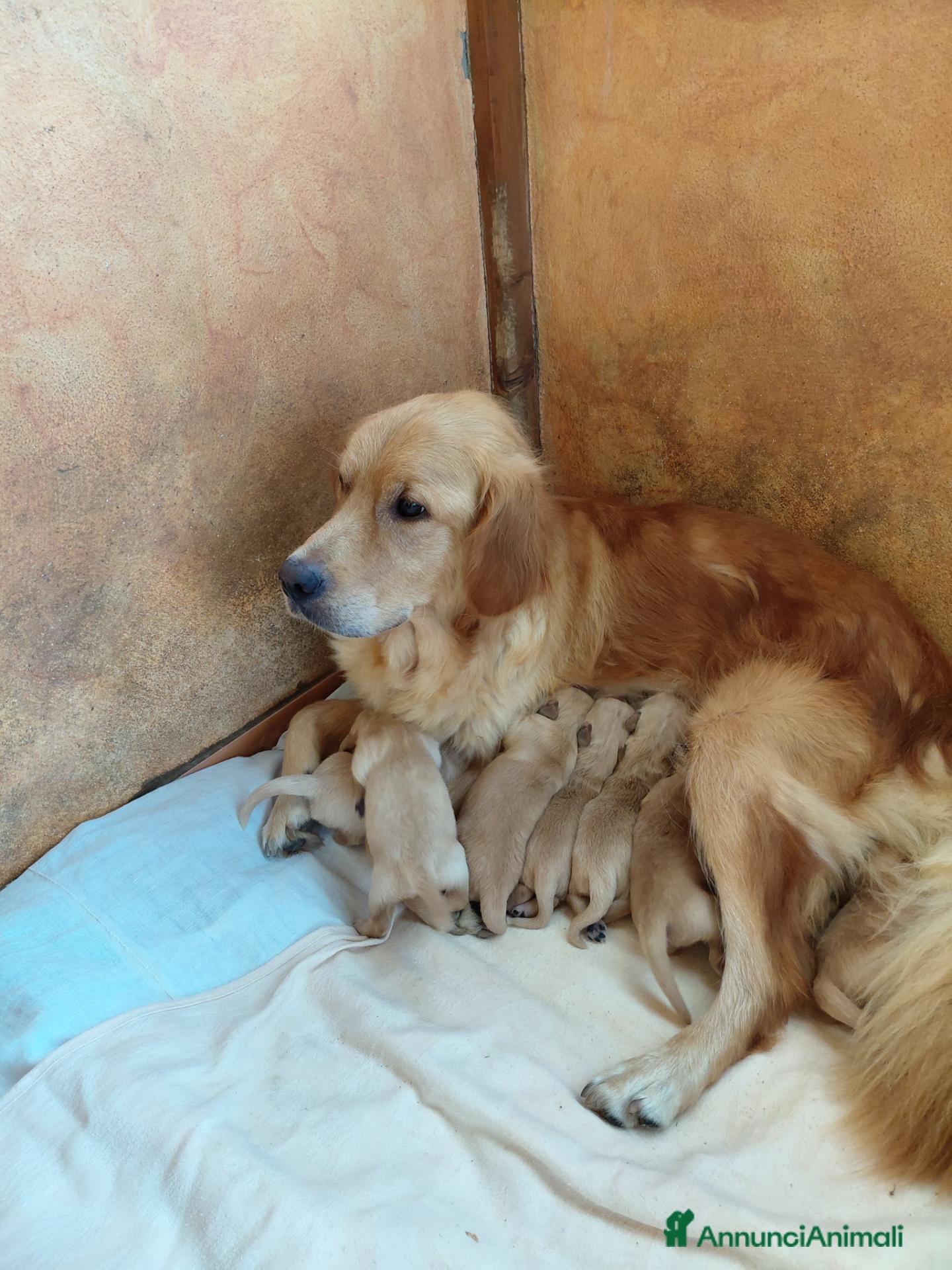Golden Retriever cani Cuccioli golden retriver  - Annuncio 2