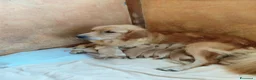 Golden Retriever cani in vendita: Cuccioli golden retriver  a Città Metropolitana di Firenze - Annuncio 1
