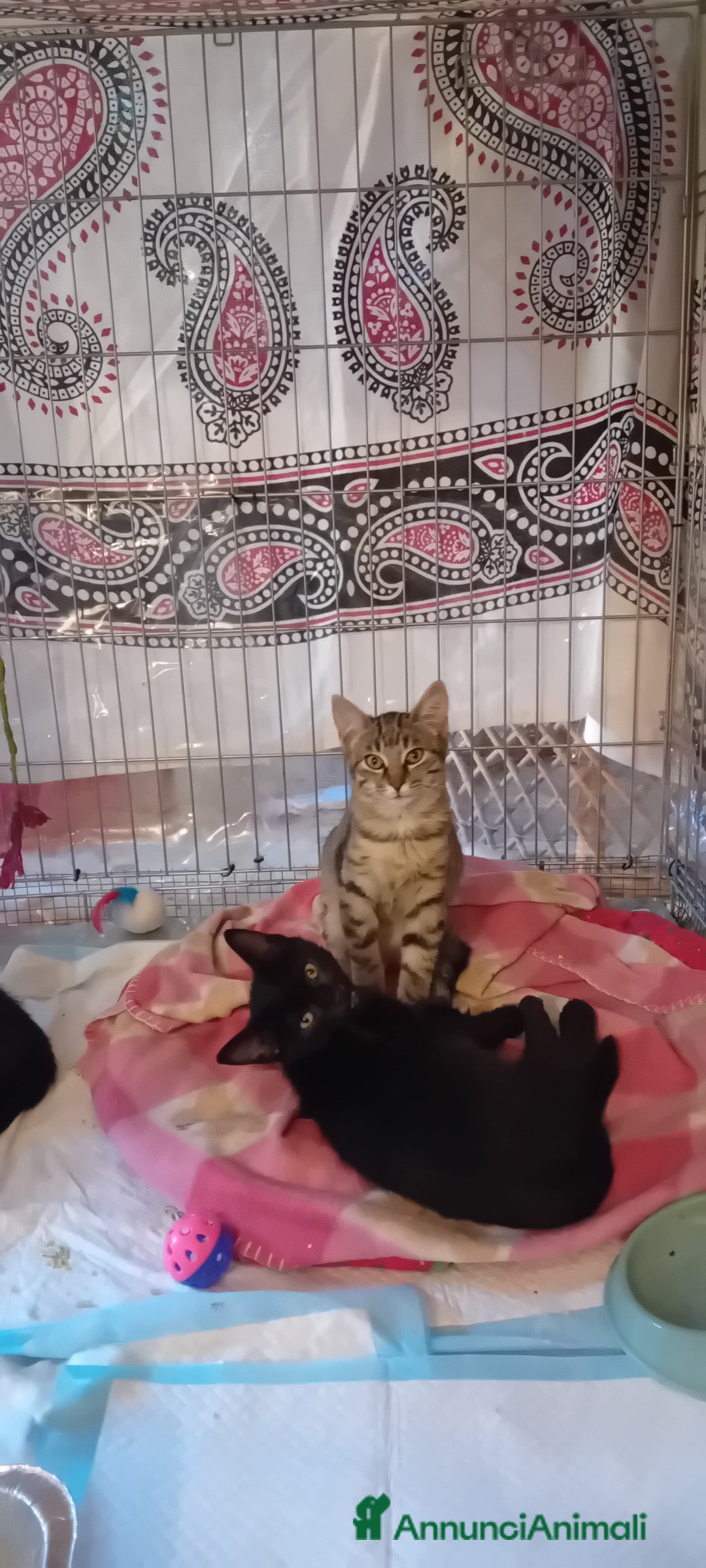 Europeo gatti in regalo: Trilli, Peter e Pan 💞💞💞 - Annuncio 6