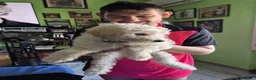 Maltipoo cani in vendita: Cucciolo maltipoo - Annuncio 8