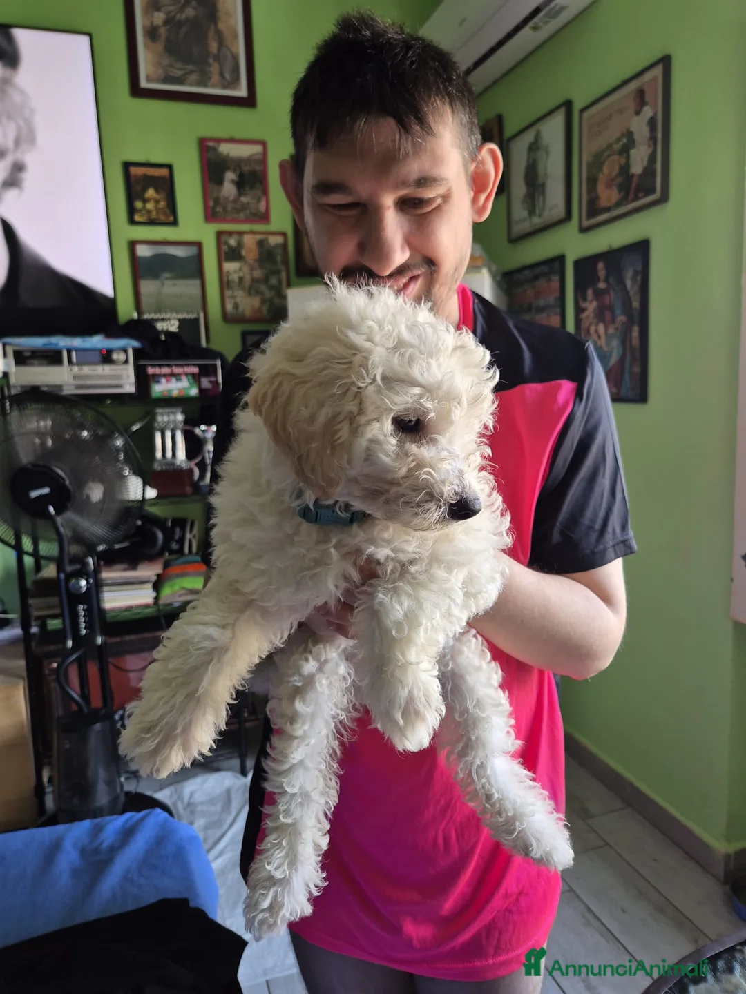Maltipoo cani in vendita: Cucciolo maltipoo - Annuncio 8