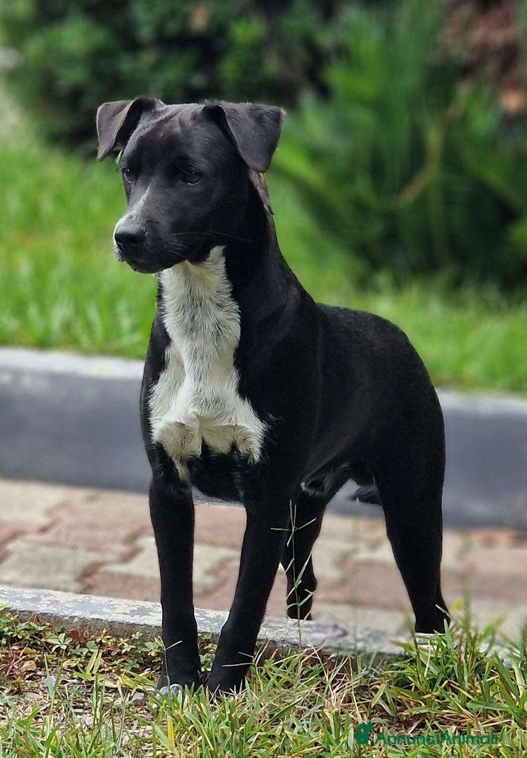 Meticcio cani in regalo: UNA MAMMA PER MICKY - Annuncio 2