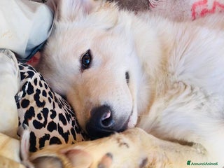 Meticcio cani DOLCISSIMI FRATELLINI - Annuncio 1