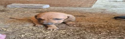 Segugio cani in vendita: Cucciolata Segugi italiani a Provincia di Asti - Annuncio 3