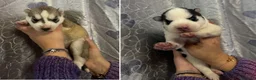 Husky cani in vendita: Cucciole di Husky occhi azzurri e pedigree ENCI - Annuncio 1