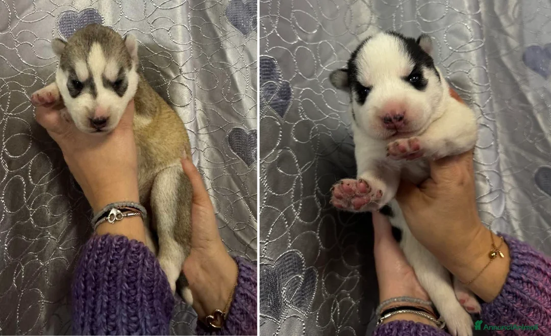 Husky cani in vendita: Cucciole di Husky occhi azzurri e pedigree ENCI - Annuncio 1