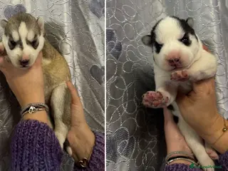 Husky cani Cucciole di Husky occhi azzurri e pedigree ENCI - Annuncio 1