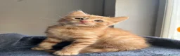 Meticcio gatti in vendita: ADOZIONE DI COPPIA 🐈🐈 - Annuncio 8