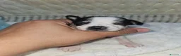 Chihuahua cani in vendita: Chihuahua toy  - Annuncio 2