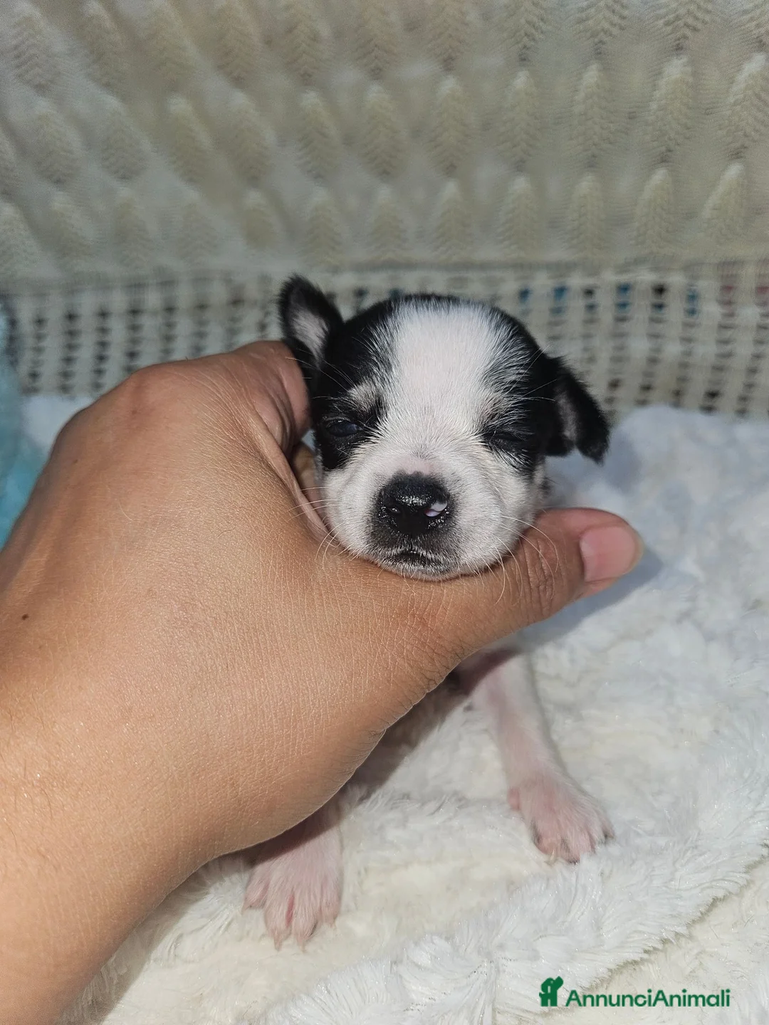 Chihuahua cani in vendita: Chihuahua toy  - Annuncio 2