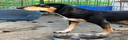 Meticcio cani in regalo: fatevi rapire dalla dolcezza di Giulia - Annuncio 2