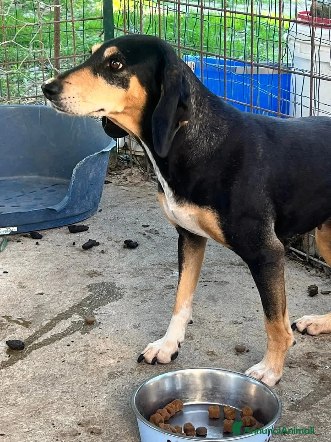 Meticcio cani in regalo: fatevi rapire dalla dolcezza di Giulia - Annuncio 2