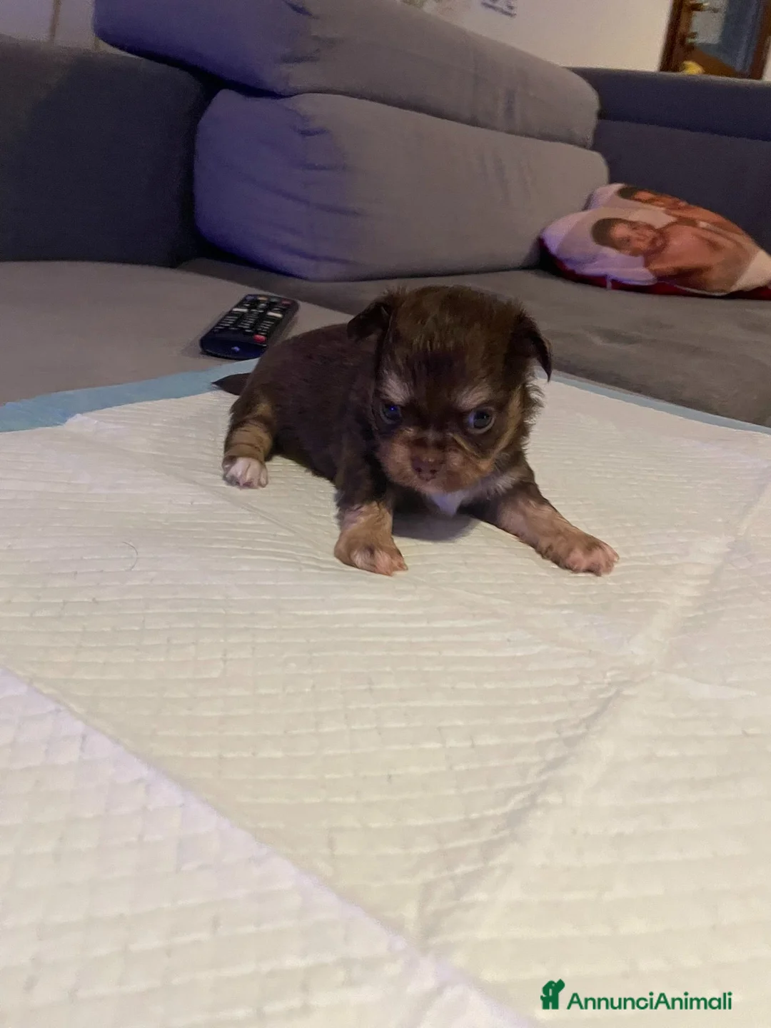 Chihuahua cani in vendita: Cuccioli di chihuahua con pedigree - Annuncio 2
