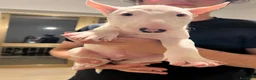 Bull Terrier cani in vendita: ‼️DISPONIBILI CUCCIOLI BULL TERRIER STANDARD ‼️ - Annuncio 4