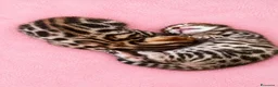 Bengala gatti in vendita: gatto bengala  - Annuncio 4