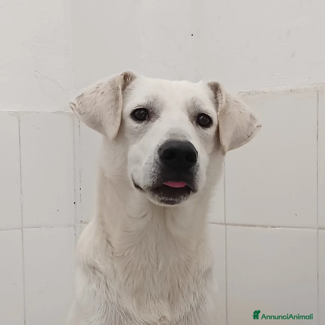 Meticcio cani in regalo: Jerry  - Annuncio 2